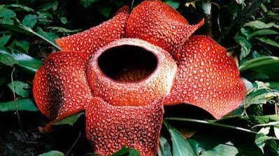 Flora Kalimantan